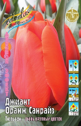 Тюльпан Джиант Оранж Санрайз