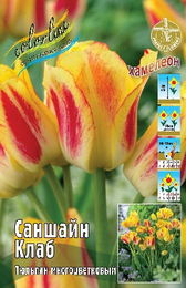 Тюльпан Саншайн Клаб