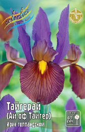 Ирис голландский Тайгерай (Ай оф Тайгер)