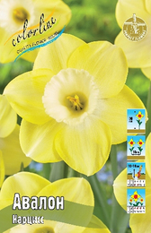 Нарцисс Авалон