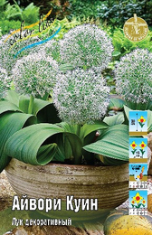 Лук декоративный Айвори Куин (карат.)