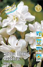 Нарцисс Альбус Пленус Одоратус