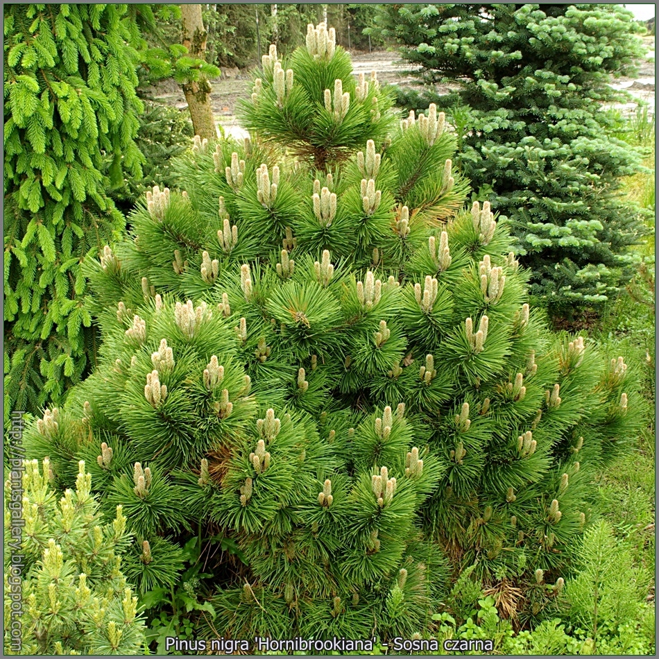 Купить хвойные спб. Сосна черная Hornibrookiana. Сосна Pinus nigra. Pinus nigra 'Hornibrookiana'. Pinus nigra (сосна чёрная) 'Nana'.